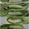 pyr carthami larva5 volg1